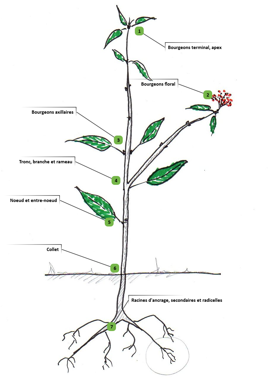 Structure des végétaux